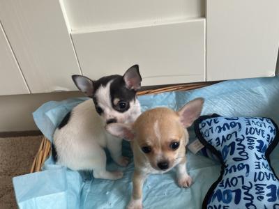 2 beautiful purebred Chihuahua puppies in Galway ready for new homes