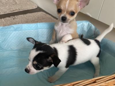 2 beautiful purebred Chihuahua puppies in Galway ready for new homes