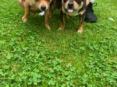 2 beautiful purebred Chihuahua puppies in Galway ready for new homes