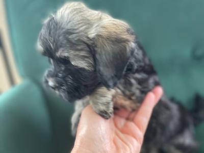 Unique Maltipoo puppies in Cork