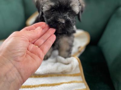 Unique Maltipoo puppies in Cork