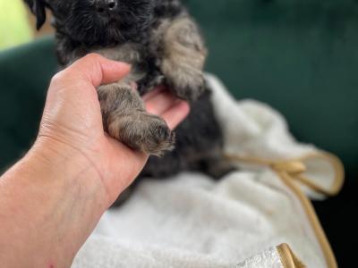 Unique Maltipoo puppies in Cork