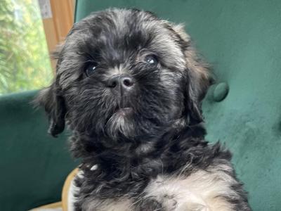 Unique Maltipoo puppies in Cork