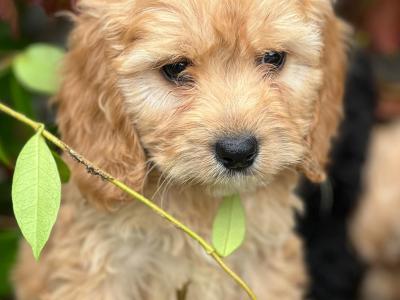 Cockapoo puppies in Wicklow 🐶