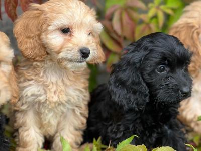 Cockapoo puppies in Wicklow 🐶