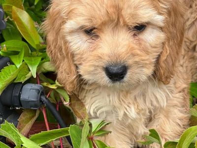 Cockapoo puppies in Wicklow 🐶