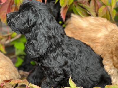 Cockapoo puppies in Wicklow 🐶