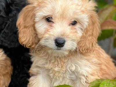 Cockapoo puppies in Wicklow 🐶