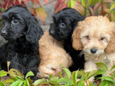 Cockapoo puppies in Wicklow 🐶