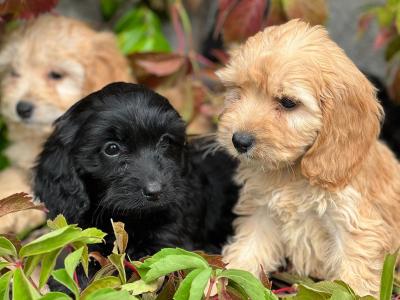 Cockapoo puppies in Wicklow 🐶