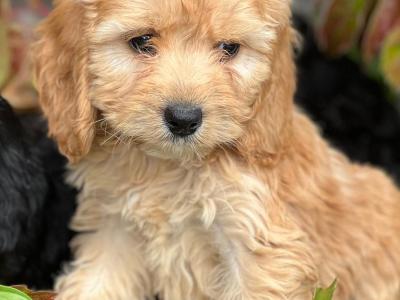 Cockapoo puppies in Wicklow 🐶