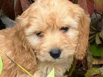 Cockapoo puppies in Wicklow 🐶