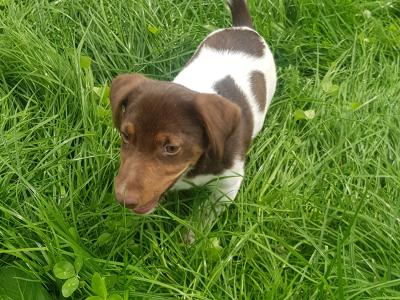 Cocker Spaniel x Jack Russell puppies