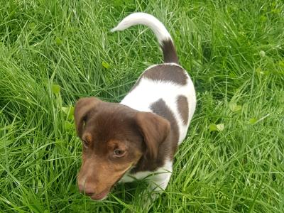 Cocker Spaniel x Jack Russell