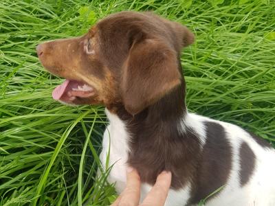 Cocker Spaniel x Jack Russell