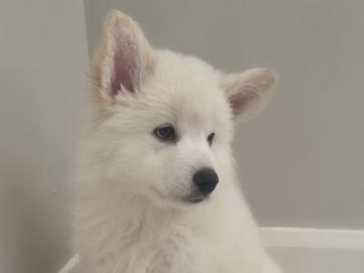 Samoyed x White Shepherd puppies in Wexford (Only 2 remaining!)