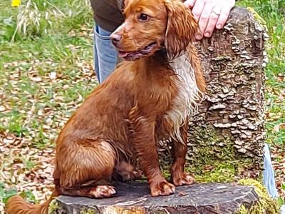 Cocker Spaniel for stud in Cork