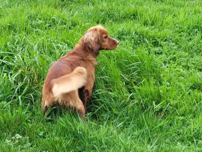 Cocker Spaniel for stud in Cork