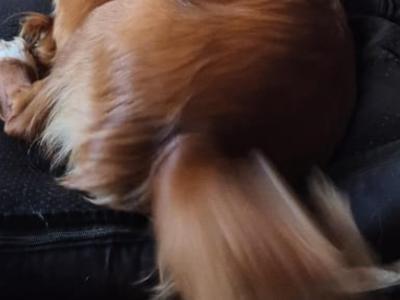 Cocker Spaniel for stud in Cork