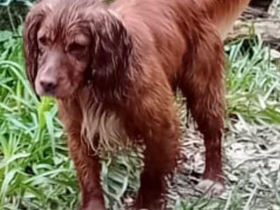Cocker Spaniel for stud in Cork