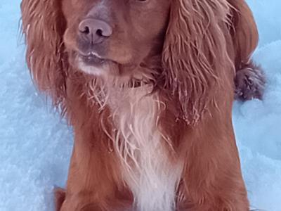 Cocker Spaniel for stud in Cork