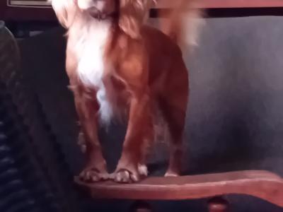 Cocker Spaniel for stud in Cork