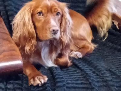 Cocker Spaniel for stud in Cork