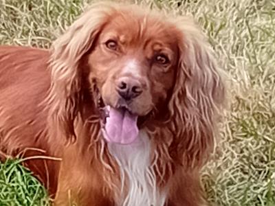 Cocker Spaniel for stud in Cork