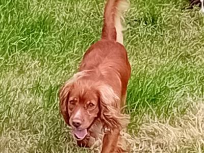 Cocker Spaniel for stud in Cork