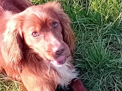Cocker Spaniel for stud in Cork