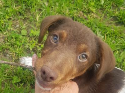 Cocker Spaniel x Jack Russell puppies