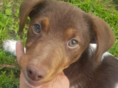 Sweet Playful Spaniel Mix Puppy