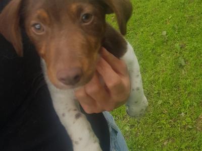 Cocker Spaniel x Jack Russell puppies