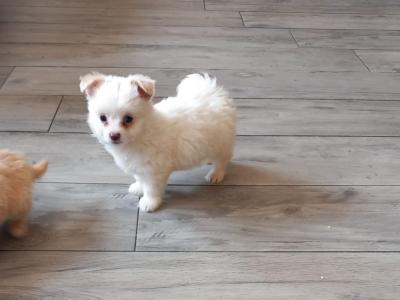 1 male Chihuahua puppy left for sale in Galway. Ready for his forever home