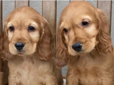 IKC Registered Cocker Spaniel puppies in Laois