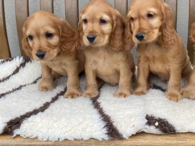 IKC Registered Cocker Spaniel puppies in Laois