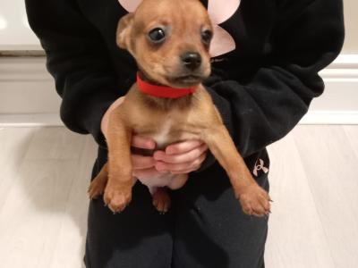 Adorable Chihuahua puppies for sale in Galway. WhatsApp me on 0858117254