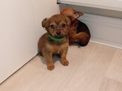 Adorable Chihuahua puppies for sale in Galway. WhatsApp me on 0858117254