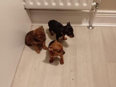 Adorable Chihuahua puppies for sale in Galway. WhatsApp me on 0858117254