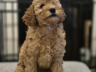 Happy, Friendly and Smart female Cockapoo x Cavapoo puppy in Sligo