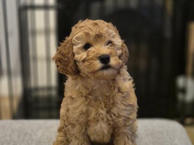 Happy, Friendly and Smart female Cockapoo x Cavapoo puppy in Sligo
