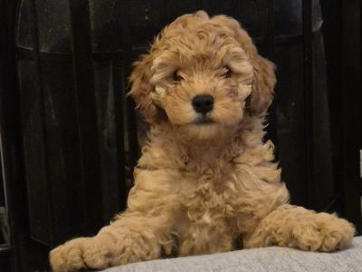 Happy, Friendly and Smart female Cockapoo x Cavapoo puppy 4 months old in Sligo