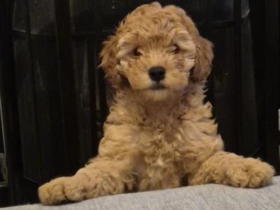 Happy, Friendly and Smart female Cockapoo x Cavapoo puppy in Sligo