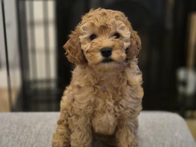 Happy, Friendly and Smart female Cockapoo x Cavapoo puppy in Sligo