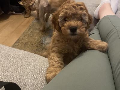 Happy, Friendly and Smart female Cockapoo x Cavapoo puppy in Sligo