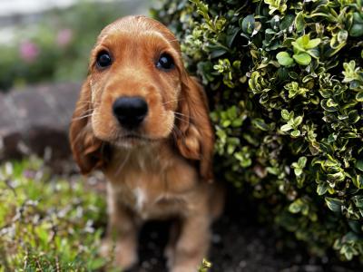 Champion English Cocker Spaniel puppies in Offaly