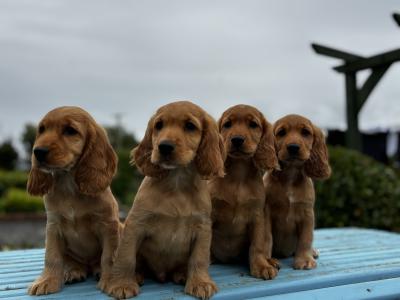 Champion English Cocker Spaniel puppies in Offaly