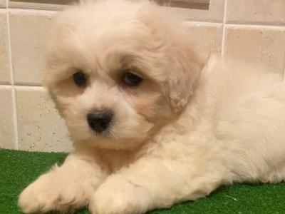 Teddy Bear (Bichon Frise x Shih Tzu) puppies in Cavan