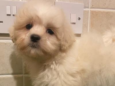 Teddy Bear (Bichon Frise x Shih Tzu) puppies in Cavan