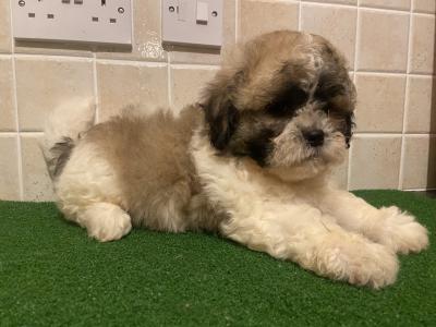 Teddy Bear (Bichon Frise x Shih Tzu) puppies in Cavan